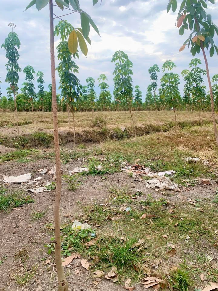 Đất Vườn Thôn 4 Thiện Hưng Bù Đốp 1.1ha - Sinh thái xanh, sẵn nhà ở!