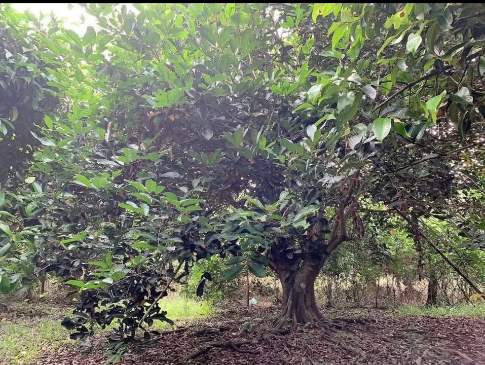 Đất vườn Ngãi Giao 2000m² giá 2.2 tỷ - Sinh thái xanh tuyệt vời!