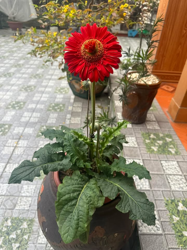 Đất nền Phúc Trì Ninh Bình 90m² giá thỏa thuận - Chính chủ cần bán gấp trước Tết!