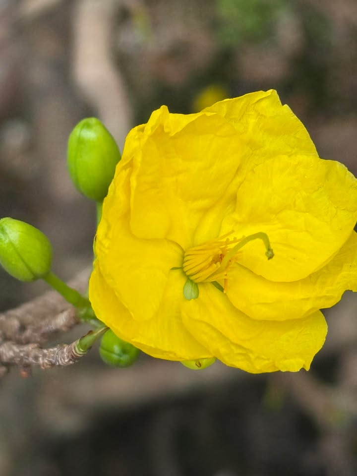 Cho thuê căn hộ 97m² Victoria Văn Phú, Hà Đông - Đầy đủ nội thất, view Đông Nam mát mẻ