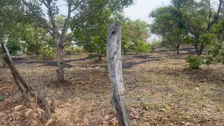 Bán Gấp 2ha Đất Vườn Ia Púch, Gia Lai - Sẵn Vườn Điều, Giá F0 720 Triệu