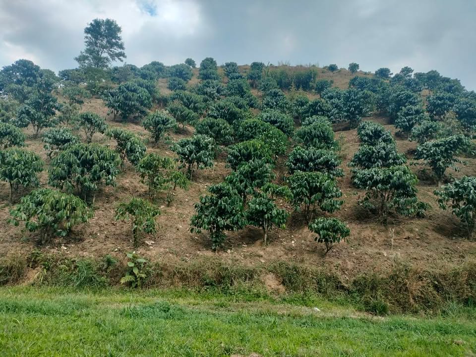 Đất vườn Đại Lào Bảo Lộc 8 sào giá 1.6 tỷ - Đầu tư dài hạn