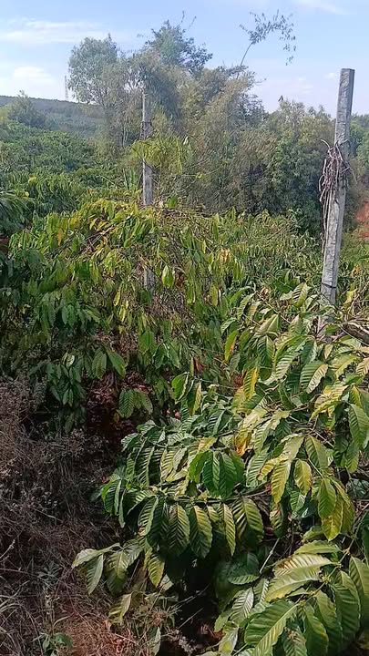 Đất vườn Ia Kênh Pleiku 720m² hơn 600 triệu - Đầu tư dài hạn