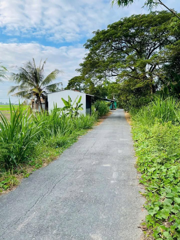 Đất nền thổ cư 624m² tại xã Tân Thạnh, huyện Thanh Bình - Giá chỉ 250 triệu!