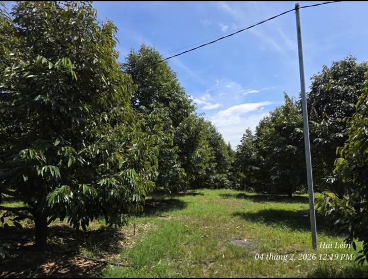 Farm Tân Phú Đồng Nai 15.812m² giá 9.5 tỷ - Đầu tư sinh lời ngay!