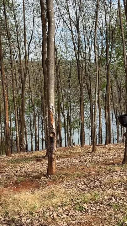 Đất nông nghiệp Xã Thống Nhất 2.7ha giá 3 tỷ - Đầu tư sinh lời cao!