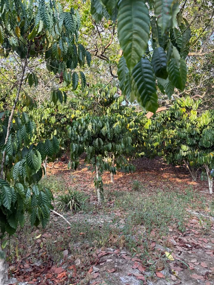 Bán 1.3ha đất vườn Bù Đăng Bình Phước giá 2 tỷ - Đầu tư sinh lời