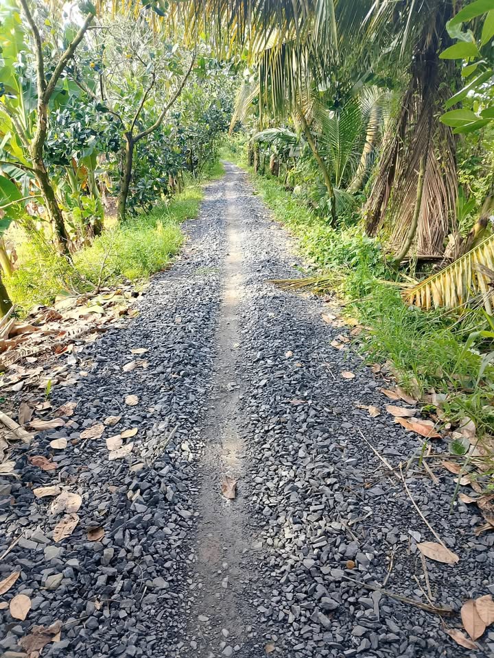 Đất ruộng 11 công Xã Tân Hội, Cai Lậy chỉ 2.185 tỷ - Cơ hội đầu tư tốt!