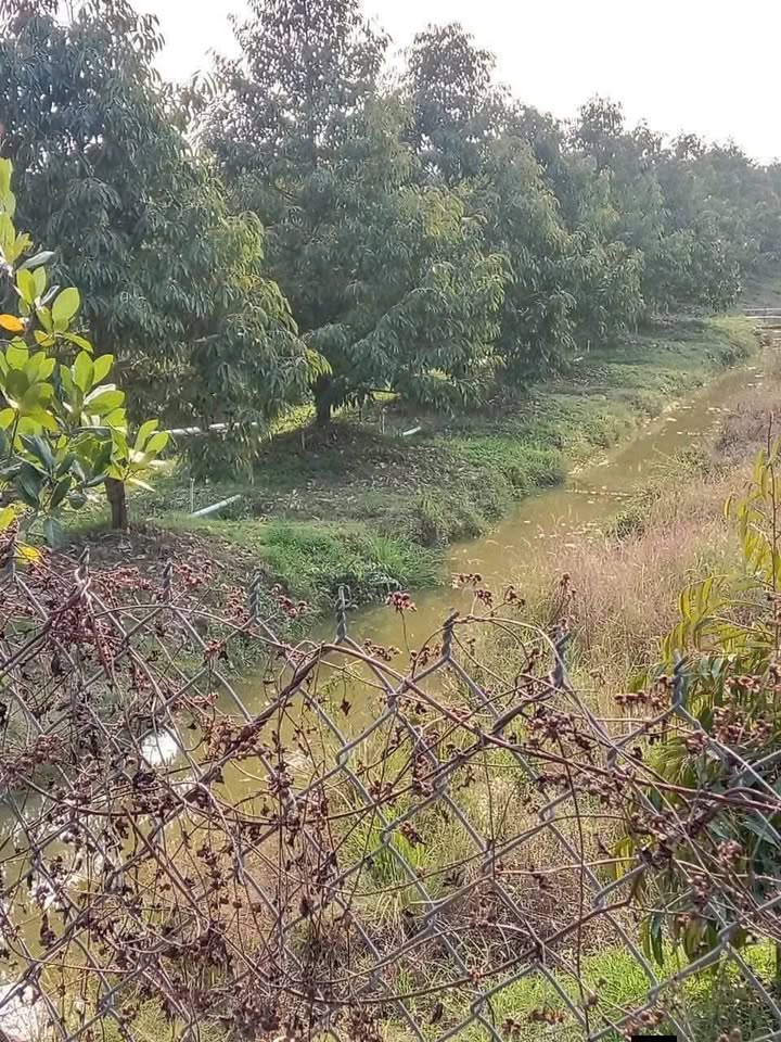 Đất Farm Mỹ Trung, Cái Bè 8000m² - Đầu Tư Dài Hạn, Sinh Lời Cao