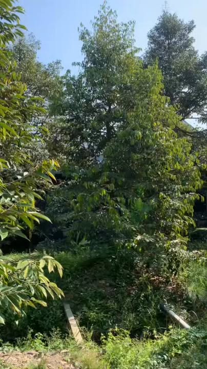 Vườn sầu riêng Ri6 Hiệp Đức, Cai Lậy 300 triệu/năm - Dòng tiền ổn định!