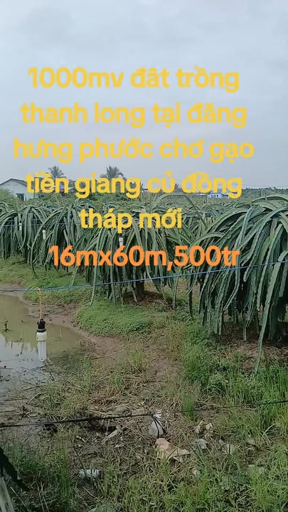 Đất nền Chợ Gạo Tiền Giang 1000m² - Sổ hồng sẵn, công chứng ngay!