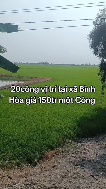 Bán đất mẫu Châu Thành Tây Ninh 20.000m² giá 3 tỷ - Sổ đỏ chính chủ