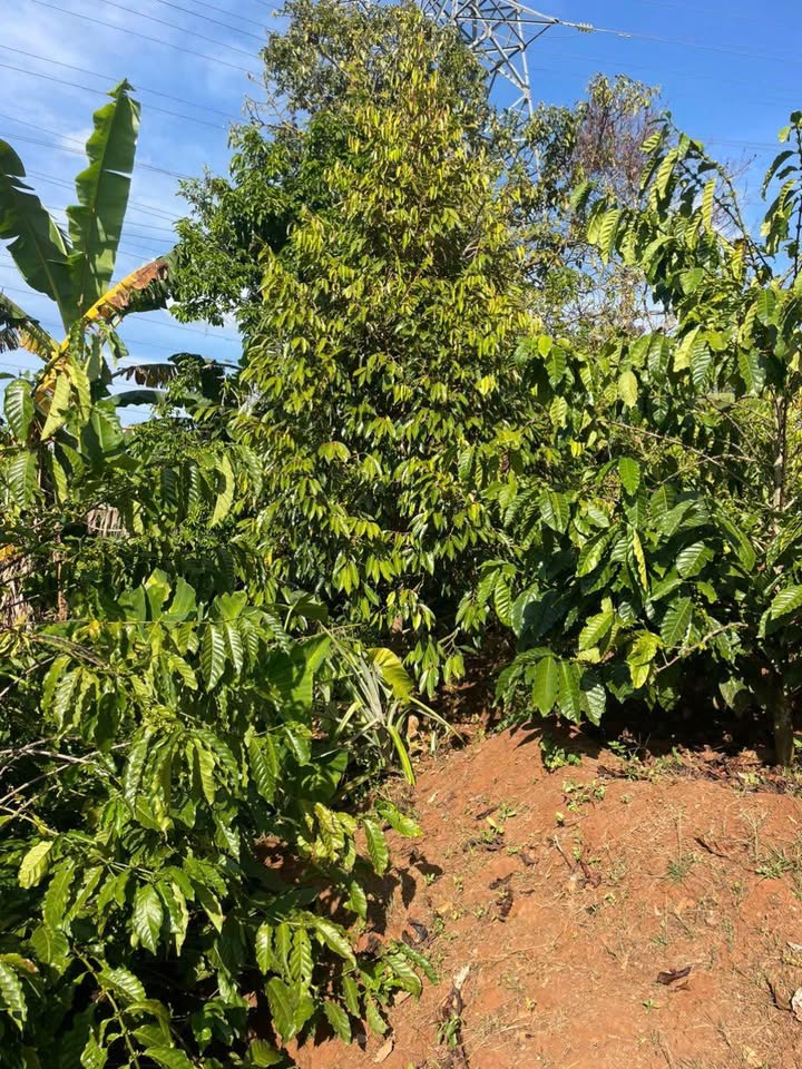 Đất Nông Nghiệp Ea Nam, Ea H'leo 1.1ha – Nghỉ dưỡng lý tưởng!