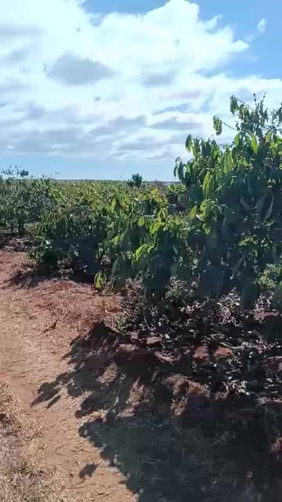 Đất rẫy đẹp Xã Chư Pơng 2520m² giá 1.5 tỷ - Cơ hội đầu tư tuyệt vời!