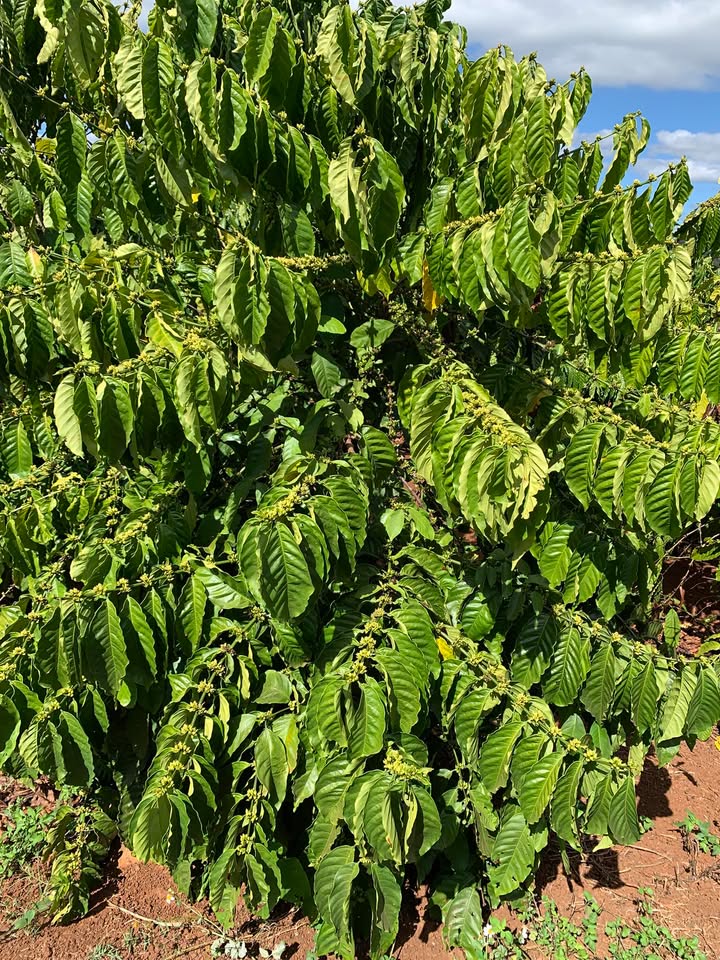 Đất Vườn Kông HTok, Chư Sê 3240m² - Sinh thái xanh, kinh doanh hiệu quả!