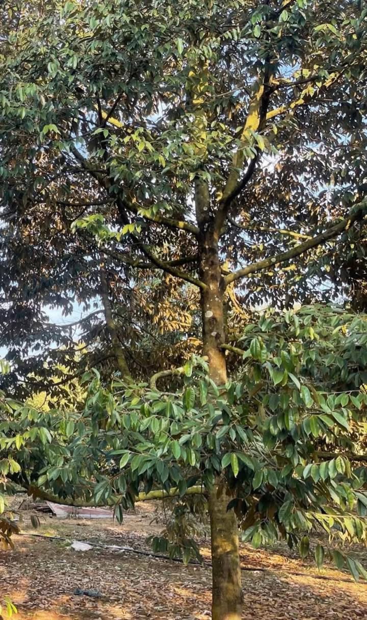 Đất Farm 540m² tại Xuân Thiện, Huyện Thống Nhất - Giá chỉ 1.15 tỷ - Sẵn sàng đầu tư!