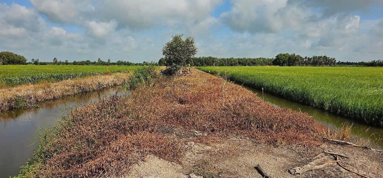 Đất nông nghiệp tại Thanh Phú, Thạnh Hóa, Long An 8.000m² giá chỉ 600 triệu - Cơ hội đầu tư tuyệt vời!