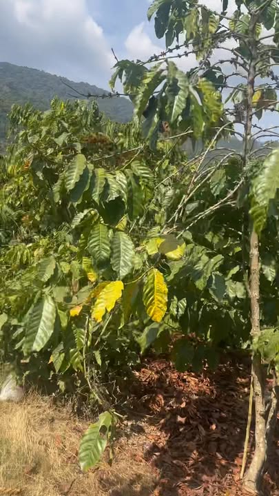 Đất vườn Đạ K'Nàng Đam Rông 5000m² giá 1.5 tỷ - Nghỉ dưỡng lý tưởng