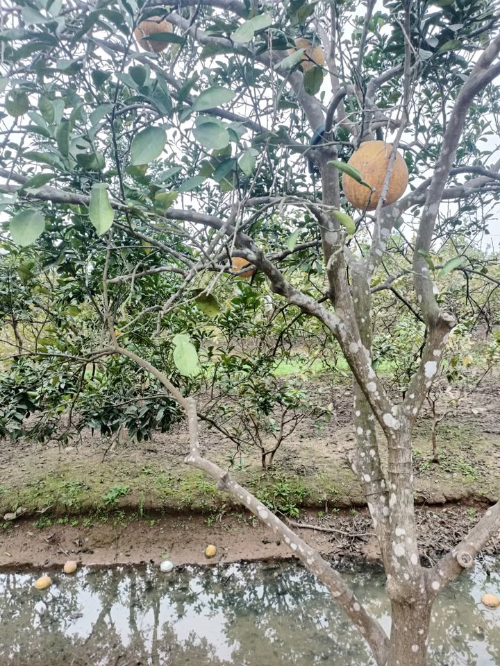 Đất vườn Đại Hưng Thanh Oai 1815m² dưới 2 tỷ - Nghỉ dưỡng lý tưởng