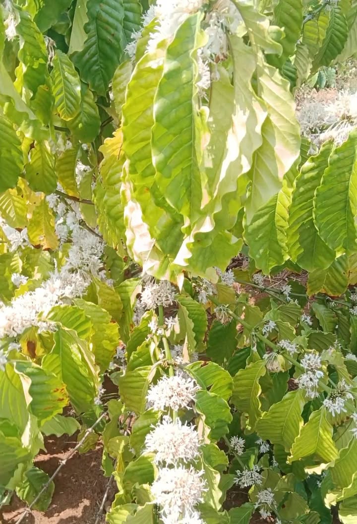 Đất góc 2MT Dray Bhăng 275m² - Thổ cư 100%