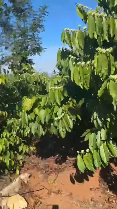 Đất vườn Ea Bhốk 1.836m² giá 2.1 tỷ - Sổ đỏ chính chủ