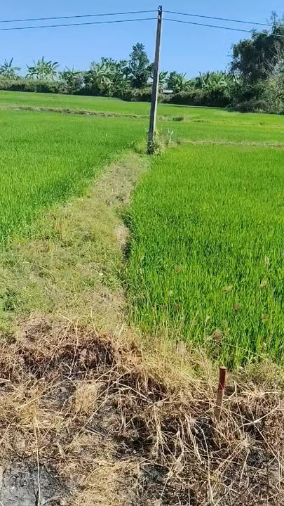 Đất thổ cư 540m² tại Xã Thuận Hòa, Huyện Hàm Thuận Bắc giá 550 triệu - Cơ hội đầu tư tuyệt vời!