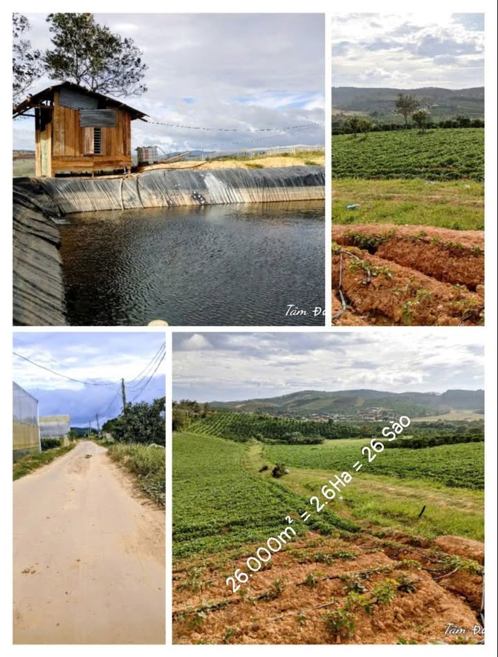 Đất Farm Tà Năng 2.6ha, Lâm Đồng - Sẵn sàng sản xuất, sinh lời ngay!