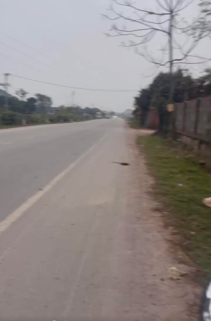 Đất nền tại Tân Sỏi, Yên Thế 1000m² - Vị trí đắc địa gần khu công nghiệp