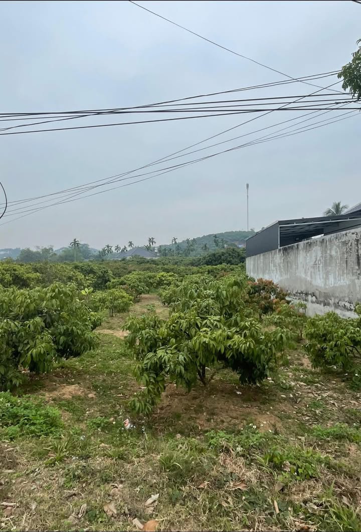 Đất nền Phúc Hòa Tân Yên 100m² - Sổ đỏ chính chủ - Giá đầu tư tốt