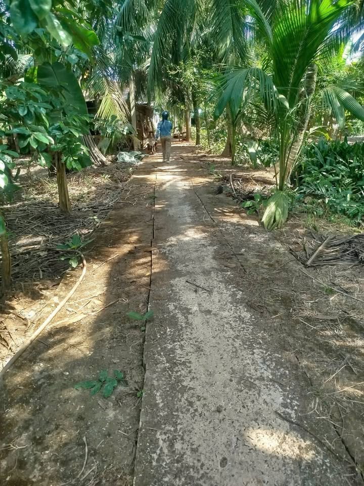 Đất nền Lương Quới, Giồng Trôm 1460m² - Sổ đỏ chính chủ!