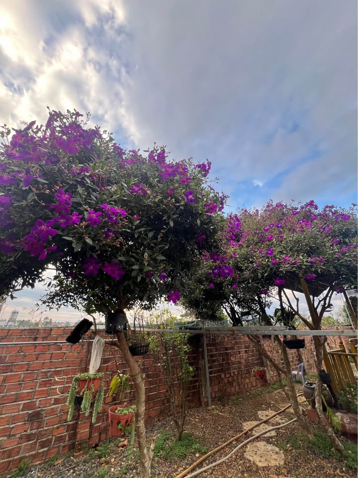 Đất nền Bảo Lộc 115m² giá 850 triệu - Giá tốt hiếm có!