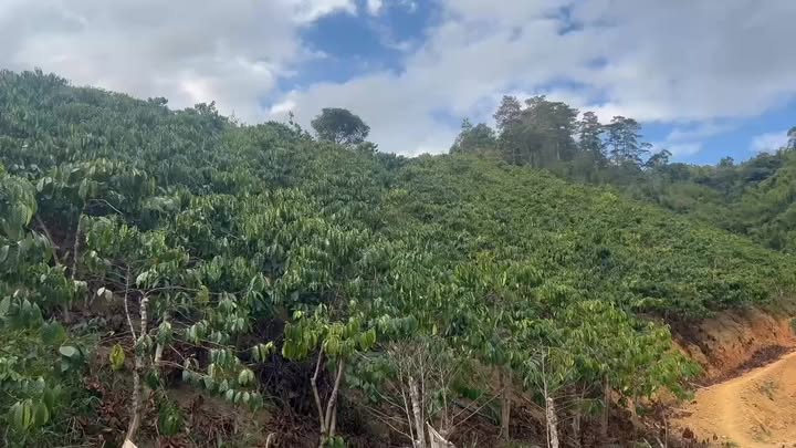 Bán đất vườn Đam Rông Lâm Đồng 1.7ha giá 1.6 tỷ - Giá đầu tư tốt!