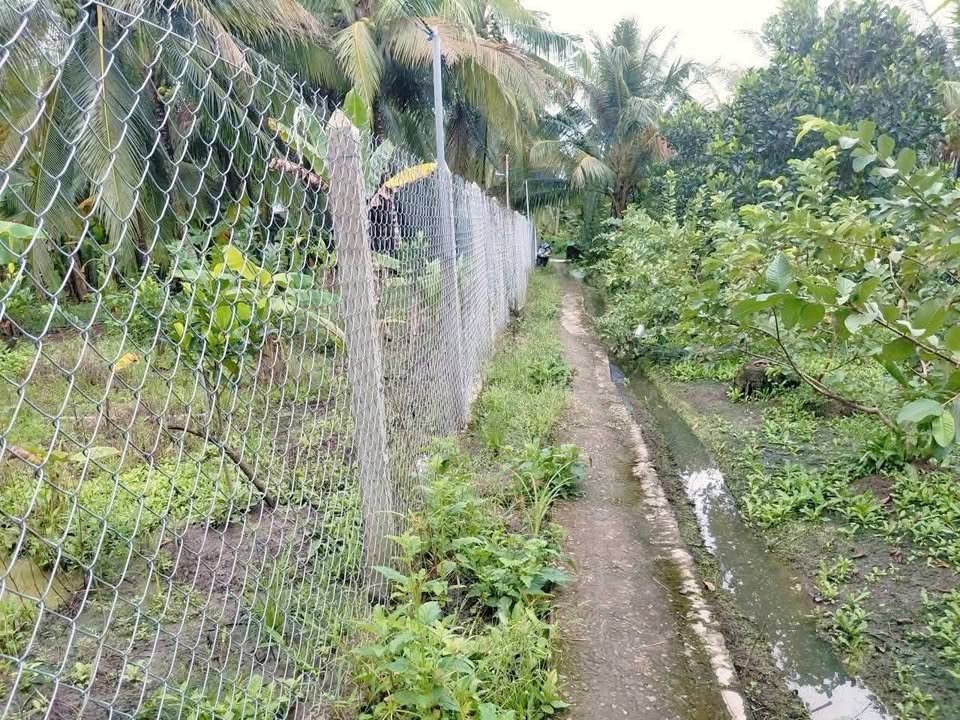 Đất vườn 1274m² tại xã Bình Trưng, Châu Thành, Tiền Giang - Giá chỉ 850 triệu