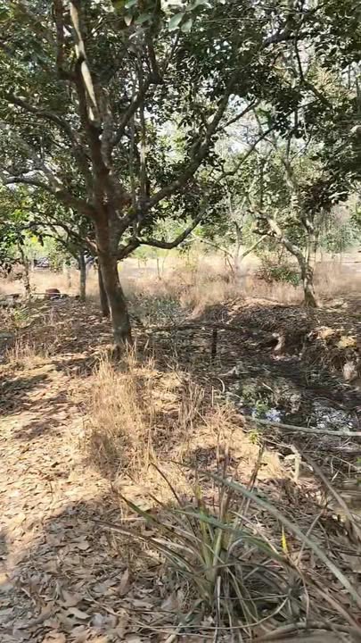 Bán Đất Vườn 2000m² Mặt Tiền Sông Xã Tân Phong, Tiền Giang - Giá 2.65 Tỷ