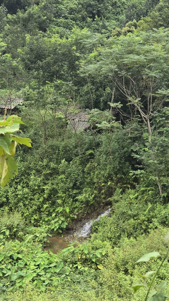 Trang trại rộng 4ha tại thôn Ún Tà, Lào Cai - Cơ hội đầu tư sinh thái hấp dẫn!