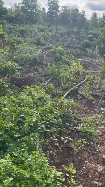 Đất nền farm tại xã Ea Pô, huyện Cư Jút, 1.6ha giá 1.9 tỷ - Cơ hội đầu tư hấp dẫn!