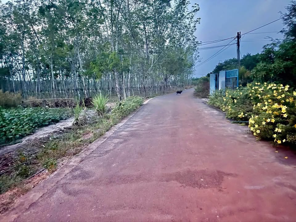 Bán đất Định An Dầu Tiếng 500m² giá 400 triệu - Sổ đỏ chính chủ