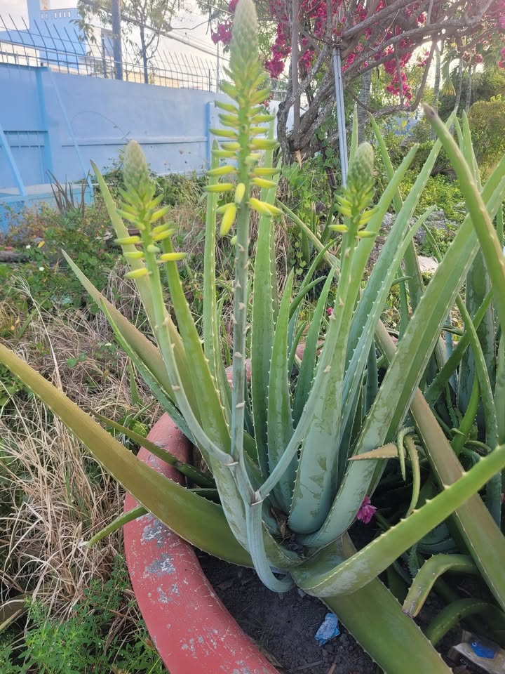 Bán đất mặt tiền đường Lê Duẩn, Bạc Liêu 51m² giá 2.4 tỷ - Đầu tư sinh lời ngay!