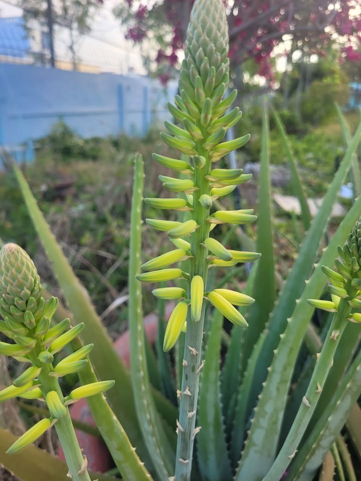 Nhà cấp 4 đường Trần Phú Bạc Liêu 152m² giá 5.2 tỷ - Vị trí đắc địa gần trạm giao thông