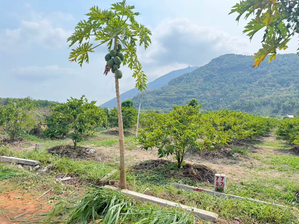 Đất nền 150m² Trảng Bàng, Tây Ninh - Sổ sẵn, sẵn sàng giao dịch