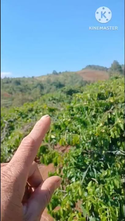 Bán Gấp 1.5ha Vườn Cà Phê Đắc Mil - Thu Nhập 6 Tấn/Năm - 3.1 Tỷ