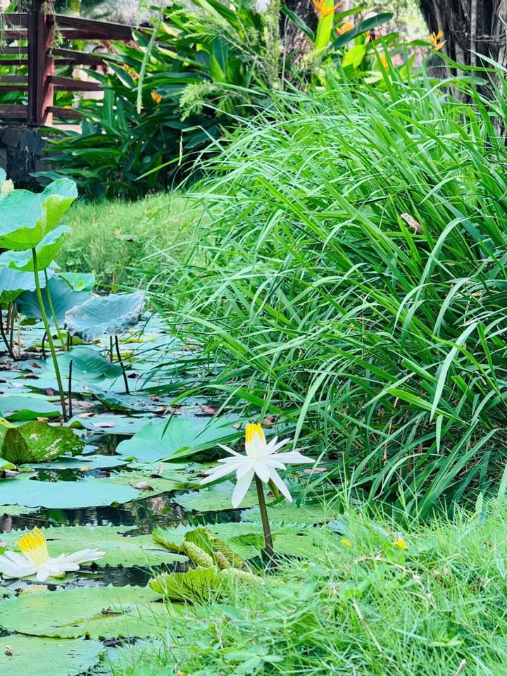 Bán nhà Phường Long Hoa 100m² giá 8xx triệu - Sẵn sàng ở ngay!