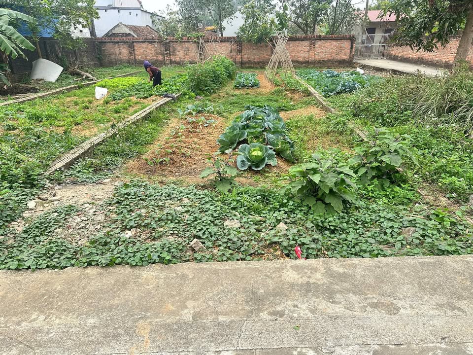 Đất thổ cư Đan Tảo - Tân Minh 83m² giá 2.x tỷ - Mặt tiền 4.5m, dễ xây dựng!