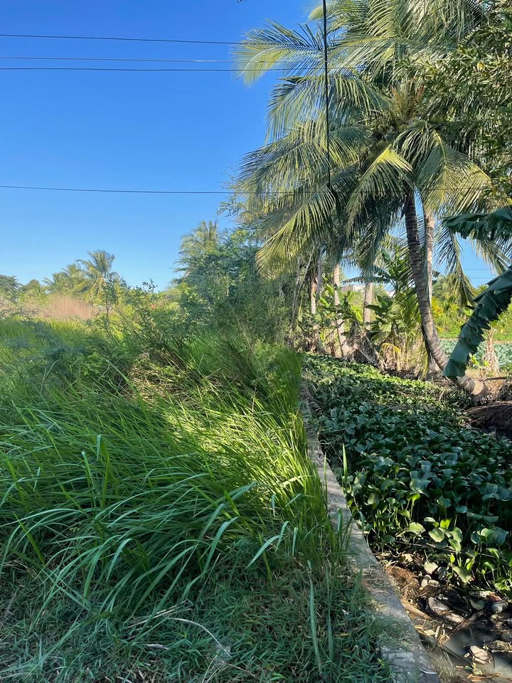 Đất thổ cư 300m² + 400m² đất lúa tại Phan Thiết - Giá đầu tư chỉ 2.2 tỷ!