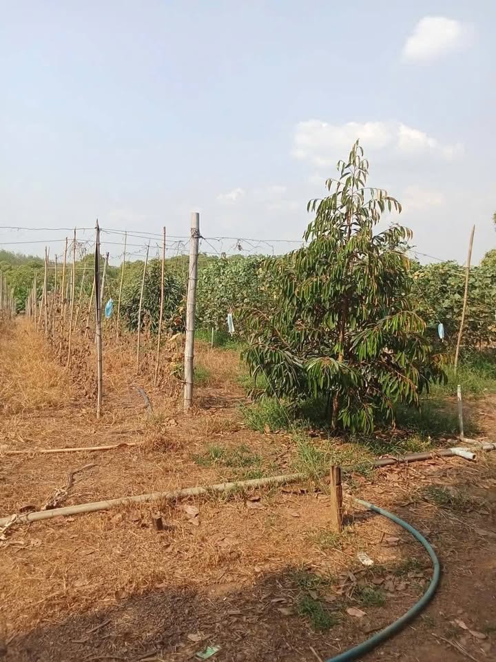 Đất vườn Ấp 5 Thanh Hòa 1.8ha giá 2 tỷ - Sinh thái xanh