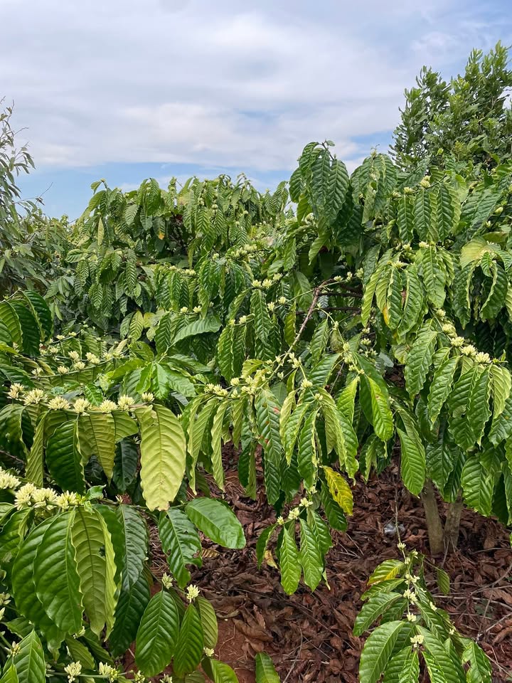 Bán rẫy 4 sào tại Thôn 4, Xã Ia HLốp, Huyện Chư Sê - 1.05 tỷ, đầu tư tiềm năng!