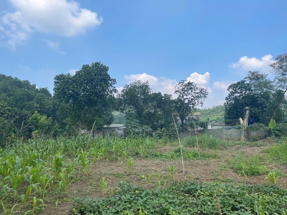 Đất Vườn Hòa Sơn Lương Sơn 8300m² - Nghỉ dưỡng lý tưởng, view núi!