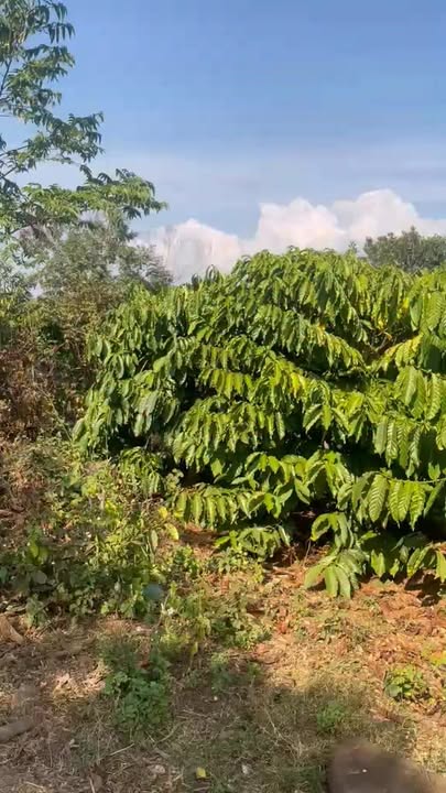 Đất Vườn Đắk Mil 2800m² - 900 Triệu - Sổ Đỏ Rõ Ràng