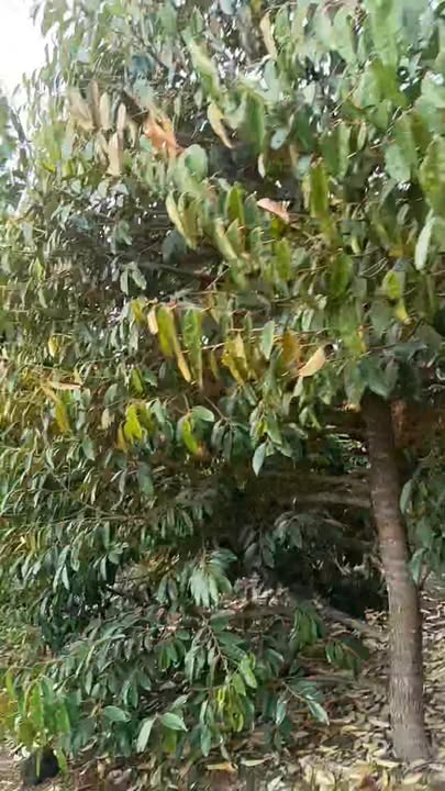 Bán Trang Trại Đắk Wil Cư Jút 3ha Giá 2.5 Tỷ - Đầu Tư Dài Hạn