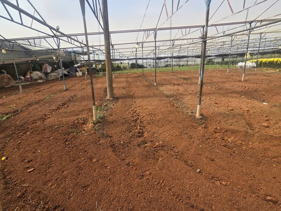 Đất vườn Phường 7 Đà Lạt 1000m² giá 8 tỷ - Nghỉ dưỡng lý tưởng!